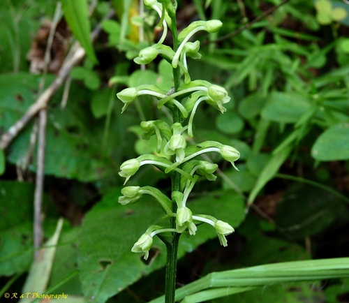{Platanthera clavellata}